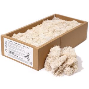 Natural Vibes decorative reindeer moss in a subtle earthy tone for home decor.