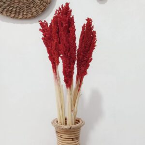 Dried cantal grass bunch in warm tones, perfect for home decor and gifting.