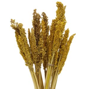 Vibrant Cantal Grass Bunch in natural hues for floral decoration and crafts