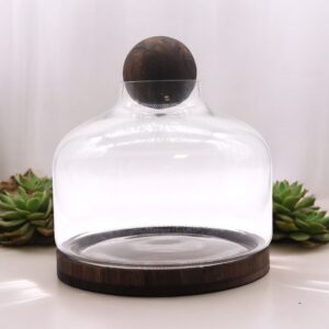 Extra Large Ball Top Terrarium on Dark Tung Wood with lush greenery inside