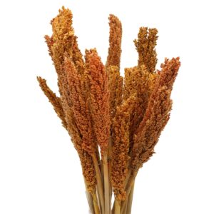 Vibrant orange Cantal Grass Bunch, perfect for floral decoration and crafts.