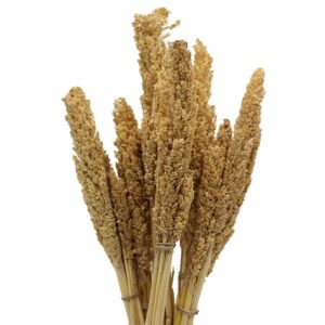 Natural Cantal Grass Bunch in vibrant hues for floral decoration and crafts.