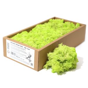 Mint green decorative reindeer moss for crafting and home decor.
