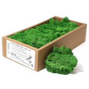 Lush decorative reindeer moss in rich moss green, perfect for crafts and displays.