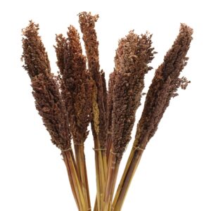 Cantal grass bunch in rich chocolate tones, perfect for home fragrance.