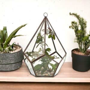Large pentagon glass terrarium with a brass frame, ideal for indoor plants.