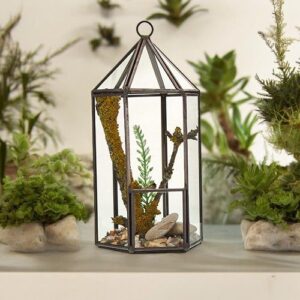 Lantern-shaped glass terrarium for succulents and decorative plants.