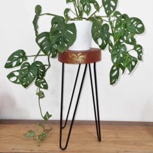 Stylish Albasia wood plant stand in a whitewash finish, perfect for home decor.